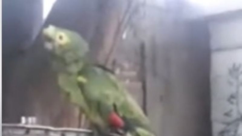 Al abuelo le robaron su mascota y clama por su devolución