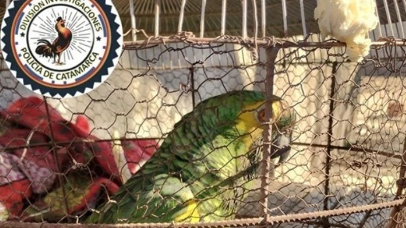 En un allanamiento recuperan un loro robado