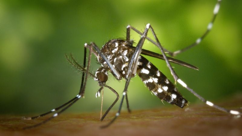 Extienden la inscripción de vacuna contra el dengue