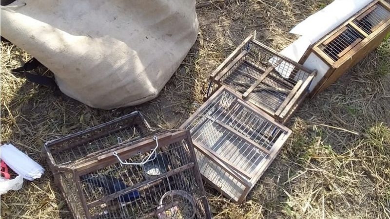 Liberan aves en cautiverio