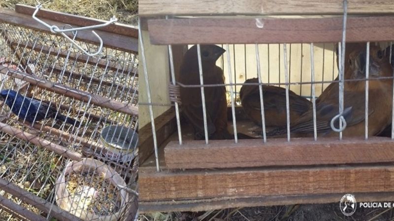 Liberan aves en cautiverio