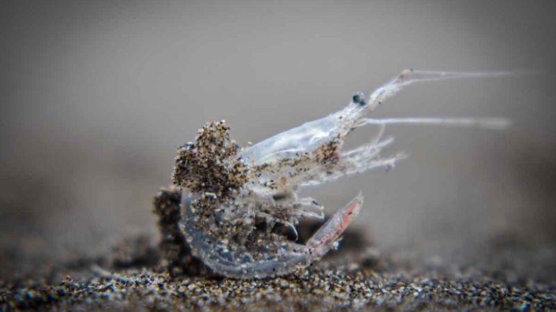 Cuál es la explicación de la arribazón de peisos petrunkevetchi en las playas de Mar del Plata