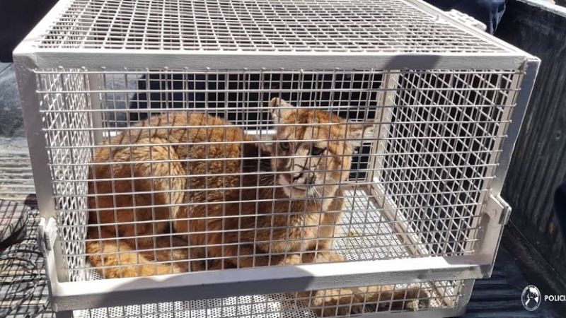 Secuestraron un puma