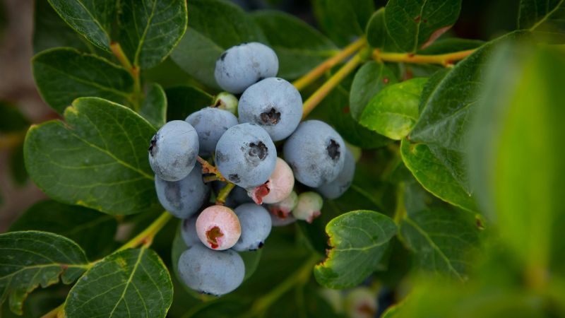 Argentina se fortalece en el mercado estadounidense del arándano