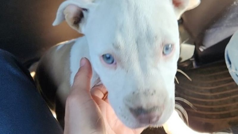 Recuperan un cachorro Pitbull que fue robado