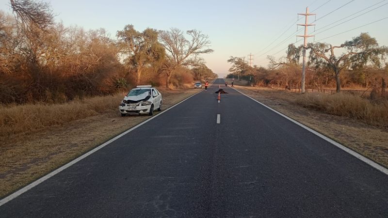 Embistió a un animal vacuno