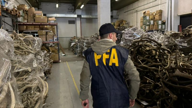 Secuestaron gran cantidad de astas de ciervo con un valor de 250 mil dólares