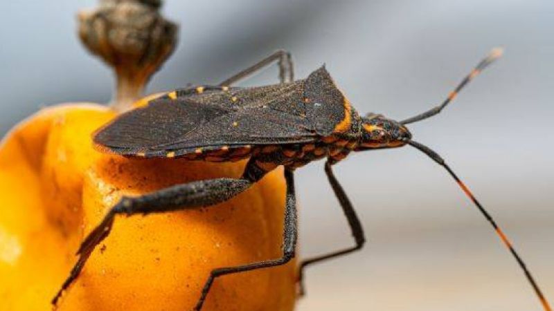 Actividades de prevención y promoción por el Día Nacional por una Argentina sin Chagas