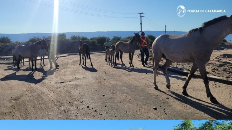 Secuestran siete caballos sueltos en Sumalao por riesgo a la seguridad vial