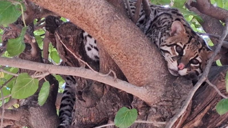Capturaron un Leopardo en Alijilán
