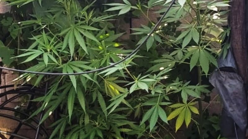 Apresan a un hombre por amenazas, agresión y cultivo de cannabis