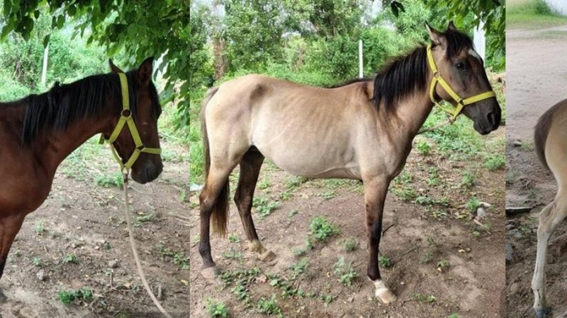 Secuestran tres caballos sueltos en Valle Viejo: multas y sanciones para los propietarios