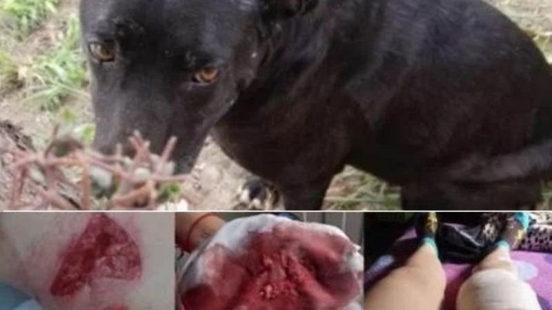 Feroz ataque de un perro a vecina de Miraflores