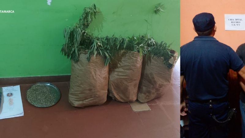 Secuestran droga, plantas y semillas de la variedad Cannabis Sativa