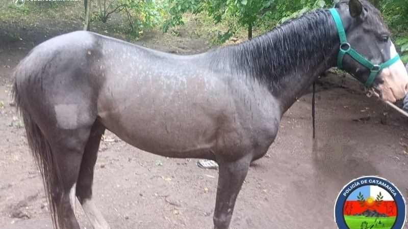 Denunció que le robaron un caballo
