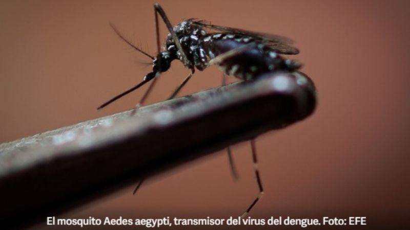 Confirman 117 nuevos casos de dengue en la última semana en el país