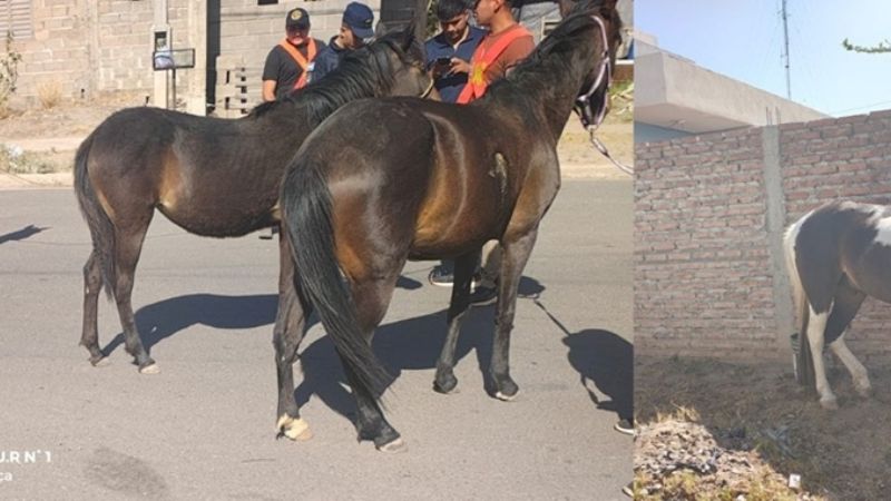 Secuestraron cuatro caballos