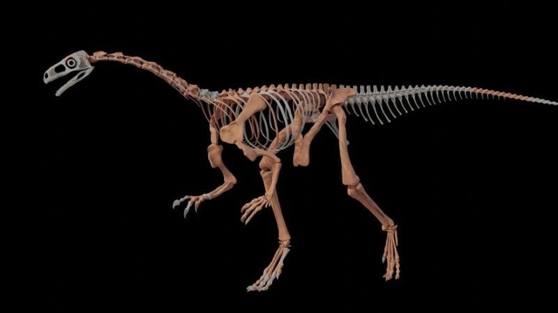 Encontraron en La Rioja una nueva especie de dinosaurio