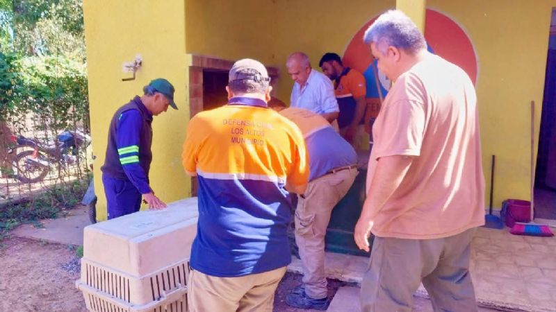 Los Altos: Trasladan para su recuperación al halcón herido rescatado en la ruta