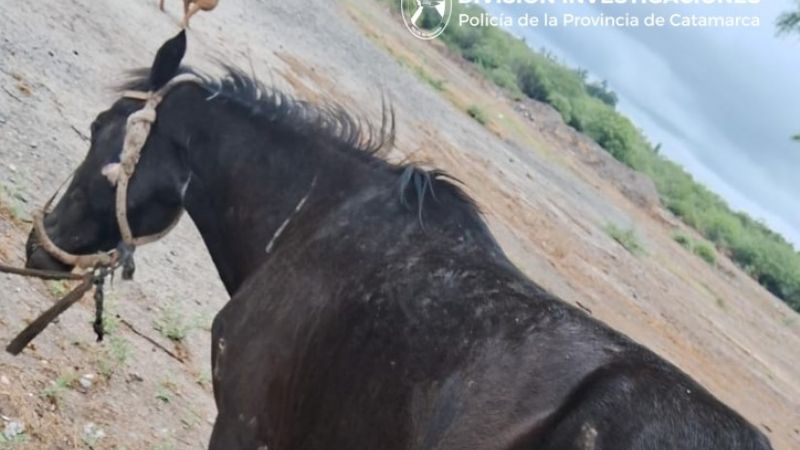 La Policía recuperó un caballo implicado en un accidente vial