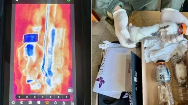 Transportaban lagartos, marihuana y más de 66 millones de pesos en un ómnibus