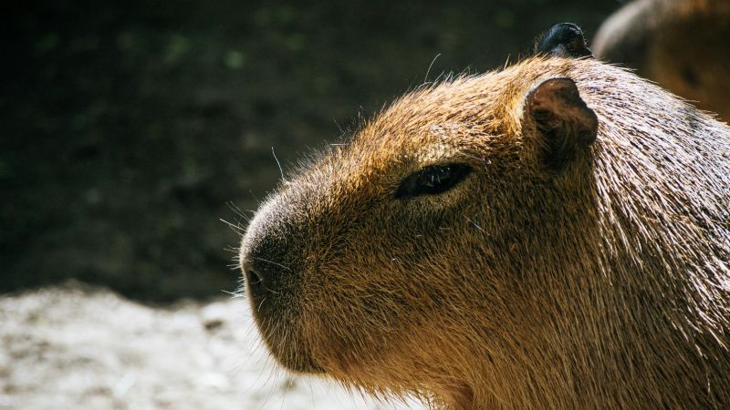 Revocan la cautelar que protegía a los carpinchos en Nordelta