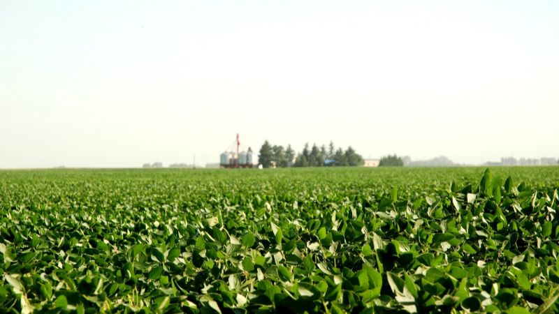 La soja alcanza los US$ 399, su valor más alto en más de un año y medio