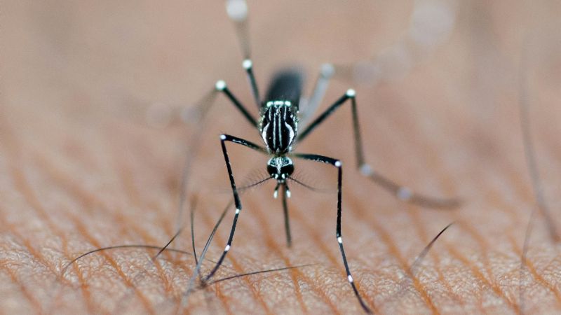 Brasil inaugura planta récord para producir mosquitos modificados contra el dengue