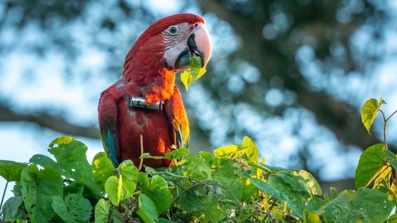 Menores habrían matado a “Charrúa”, un guacamayo rojo protegido