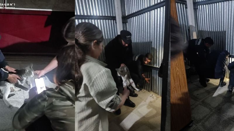 Policías rescataron al gato de una vecina de 74 años atrapado entre chapas