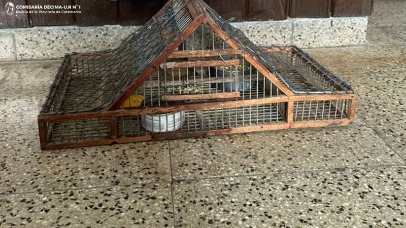 Secuestran un ave silvestre