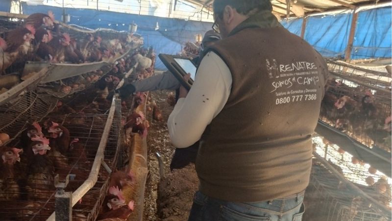 Detectan graves irregularidades en establecimiento avícola