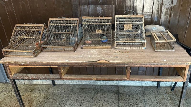 Secuestran aves canoras