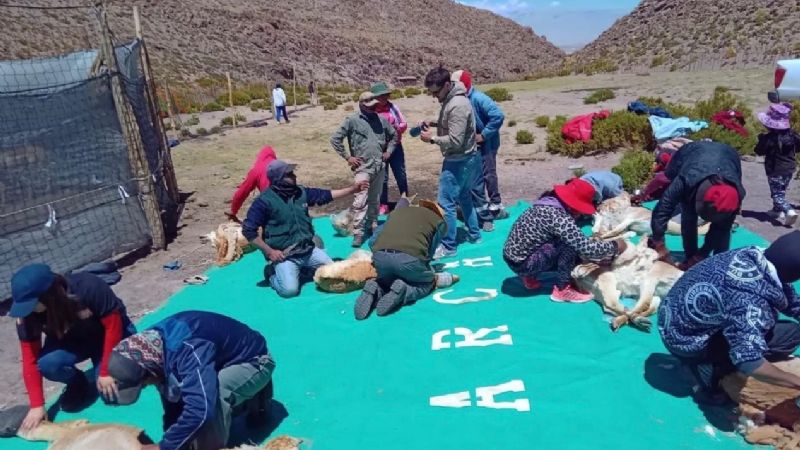Chaku: más de 250 vicuñas esquiladas para obtener su preciada fibra
