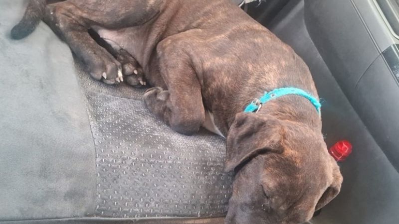 Tras un allanamiento secuestran un perro