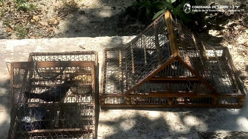 Pomán: Policías sorprendieron a dos personas que transportaban aves canoras