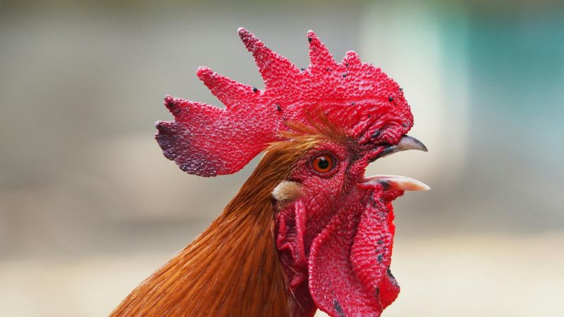 Nuevas medidas para evitar que la gripe aviar se transforme en pandemia