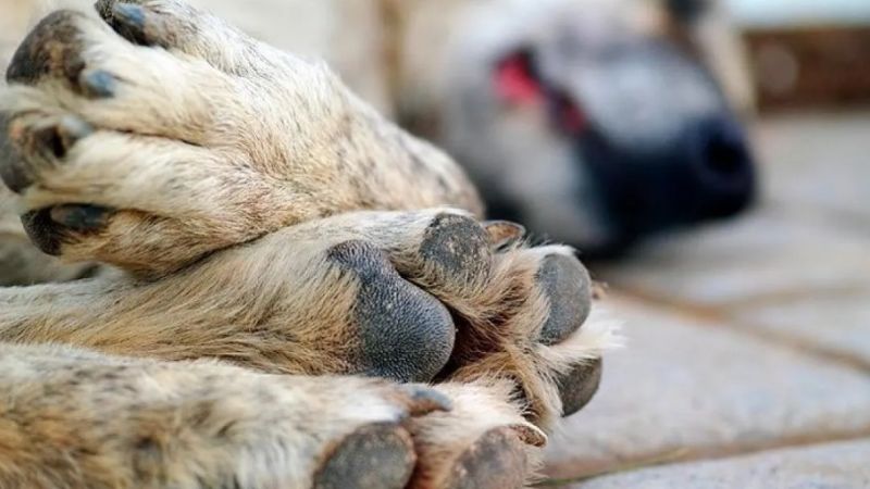 Conmoción: jubilada envenenó a sus 10 perros y se suicidó