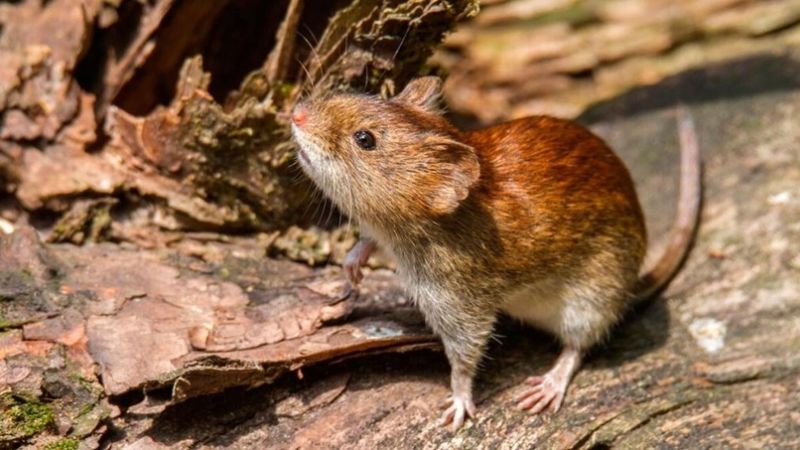 Alarma en Salta: 12 casos de hantavirus y cinco fallecidos