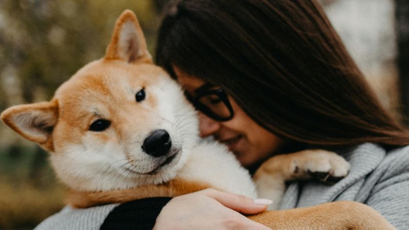 Habilitan el traslado de animales en micros y trenes de larga distancia