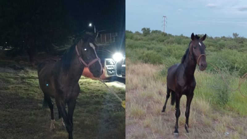 Operativo de captura de animales sueltos en La Paz: un caballo y tres potros incautados