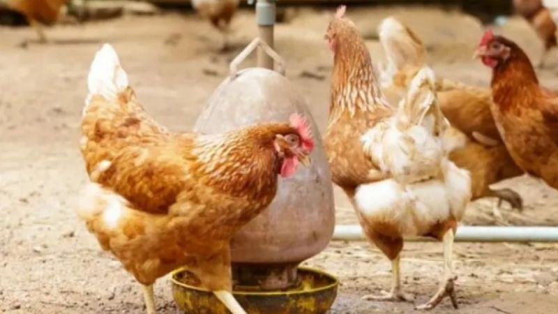 Alerta sanitaria por casos de gripe aviar en Chaco