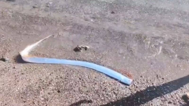 El Pez Remo: ¿mensajero del fin del mundo? la extraña aparición que causa pánico