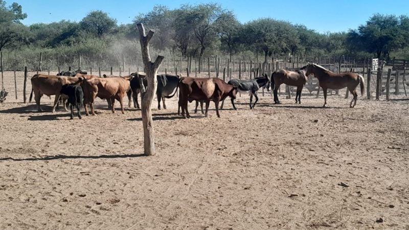 En una estancia de la Paz, secuestran droga, animales y un arma de fuego