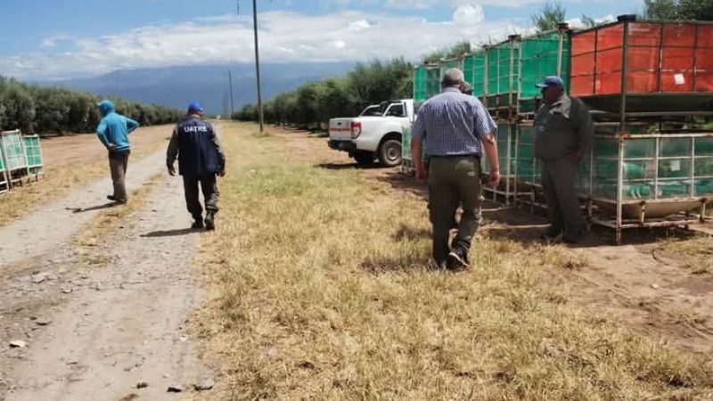 Intensos Operativos de Control en Empresas Olivícolas