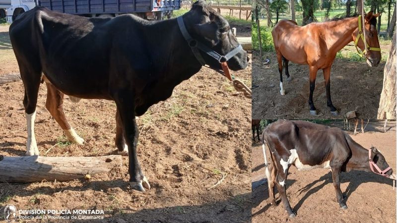 Violencia, robos y operativos: una jornada intensa para la Policía