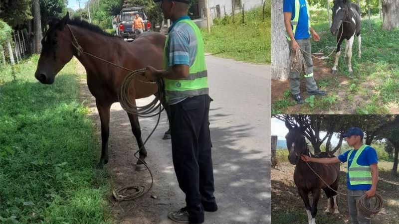 Policías lograron atrapar a tres peligrosos animales