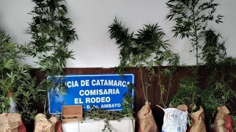 Fueron a cumplimentar una medida judicial y encontraron marihuana