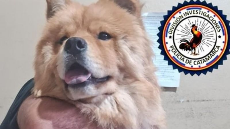Un Chow Chow centro de una disputa amorosa