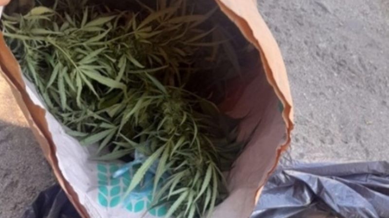 Secuestran plantas de marihuana